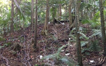 Scientists at NSF's Luquillo Critical Zone Observatory are tracking drought in the rainforest.
